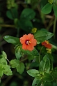 Scarlet pimpernel - A